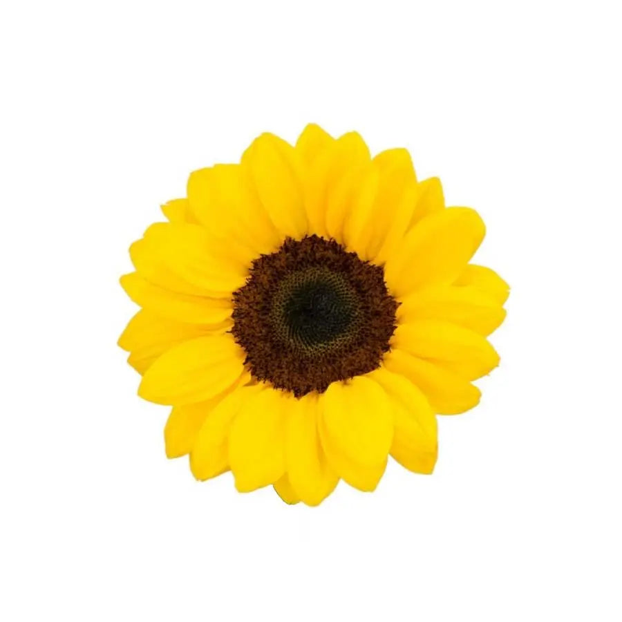 sunflower-bush-color-fast-