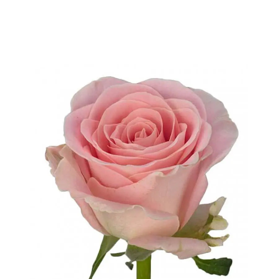 Sweetheart Rose Babyface - 40 Stem Bunch - PetalDriven