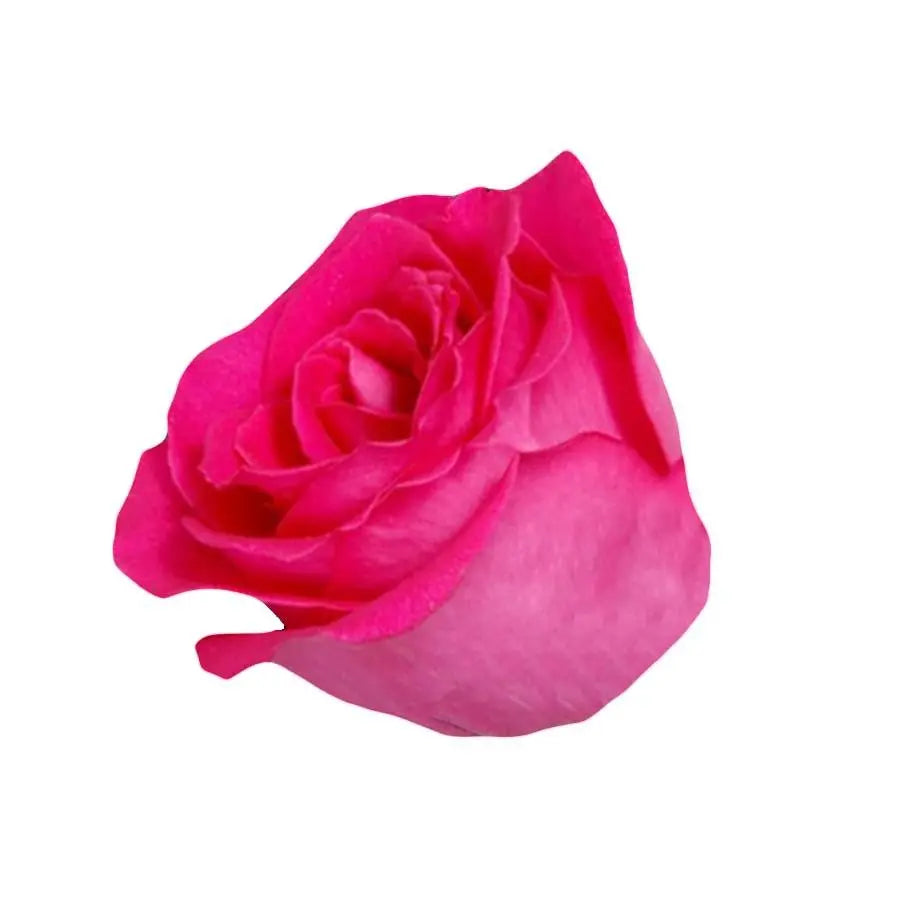 Sweetheart Rose Orchestra - 20 Stem Bunch