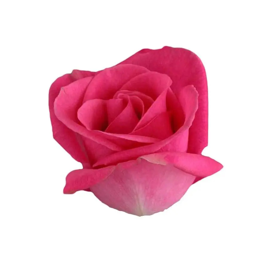 Sweetheart Rose Dark Pink - 20 Stem Bunch
