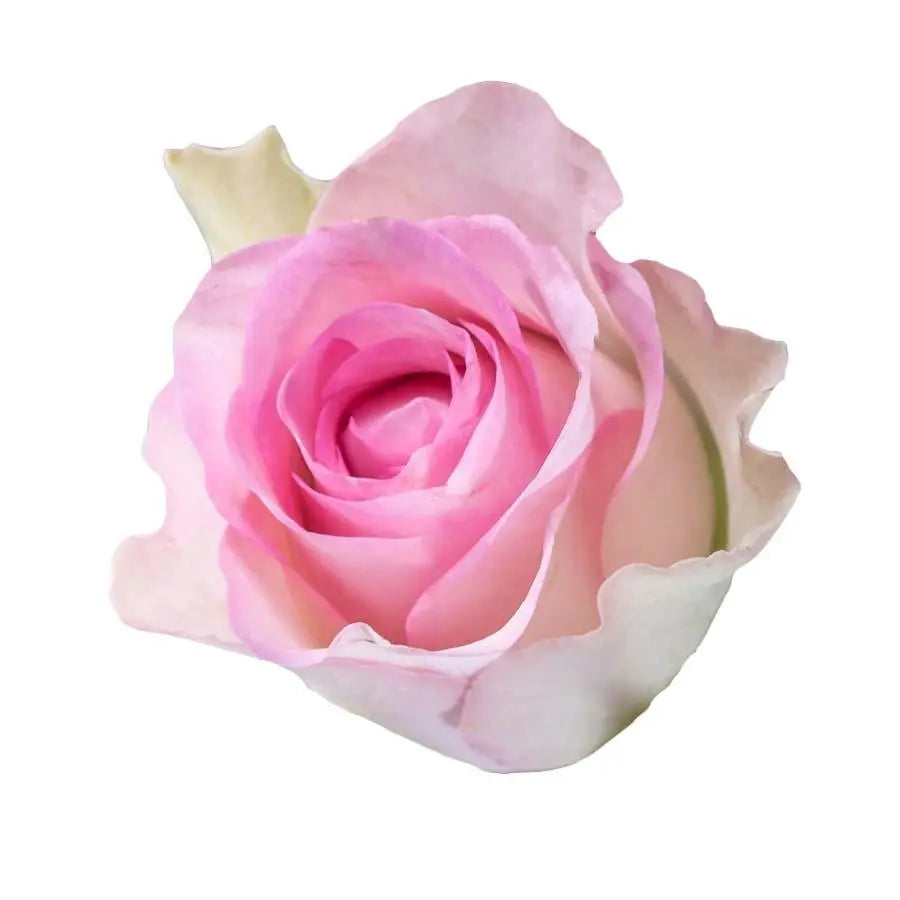 Sweetheart Rose Lovely Jewel - 20 Stem Bunch