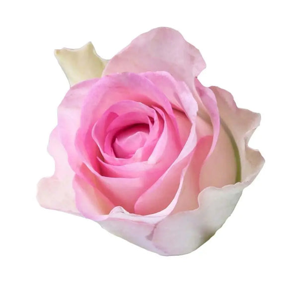 rose rose✨ Sweetheart_Rose_Lovely_Jewels_