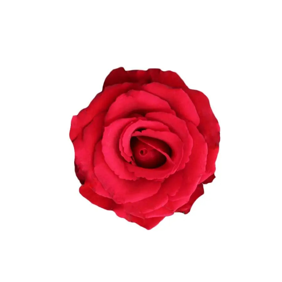 Sweetheart Rose Red Calypso - 20 Stem Bunch