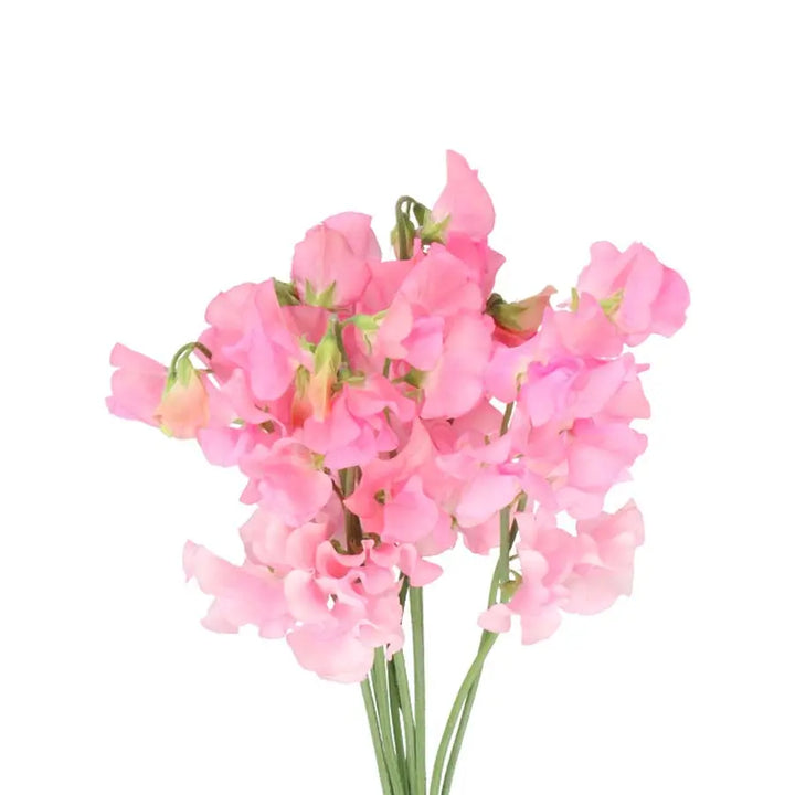 Sweetpea Winter Sunshine Pink - 50 Stem Bunch Holex Dutch