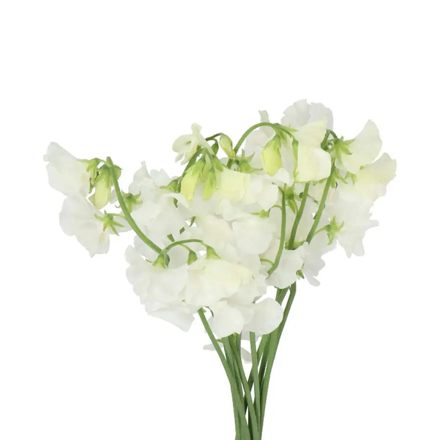 Sweetpea Winter Sunshine White - 50 Stem Bunch Holex Dutch