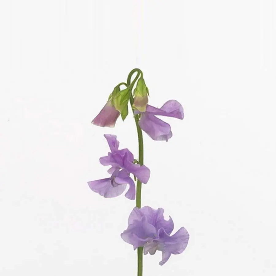 lavender pea flower Sweetpea Lavender - 50 Stem Bunch