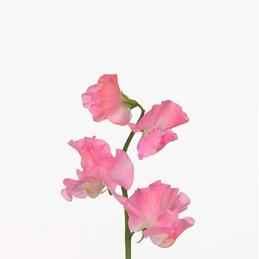 Sweetpea Winter Sunshine Pink - 50 Stem Bunch Holex Dutch