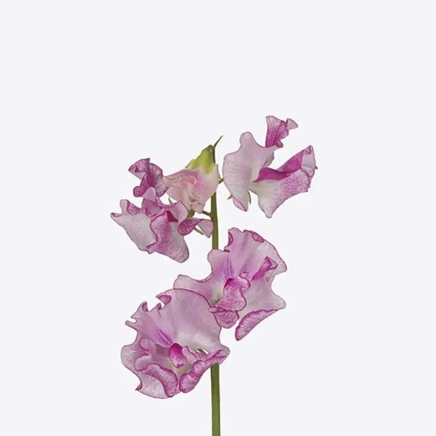 Sweetpea  Wedding Rose - 50 Stem Bunch Holex Dutch