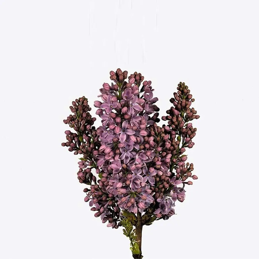 Lilac Ruhm Von Horstenstein - 10 Stem Bunch Holex Dutch
