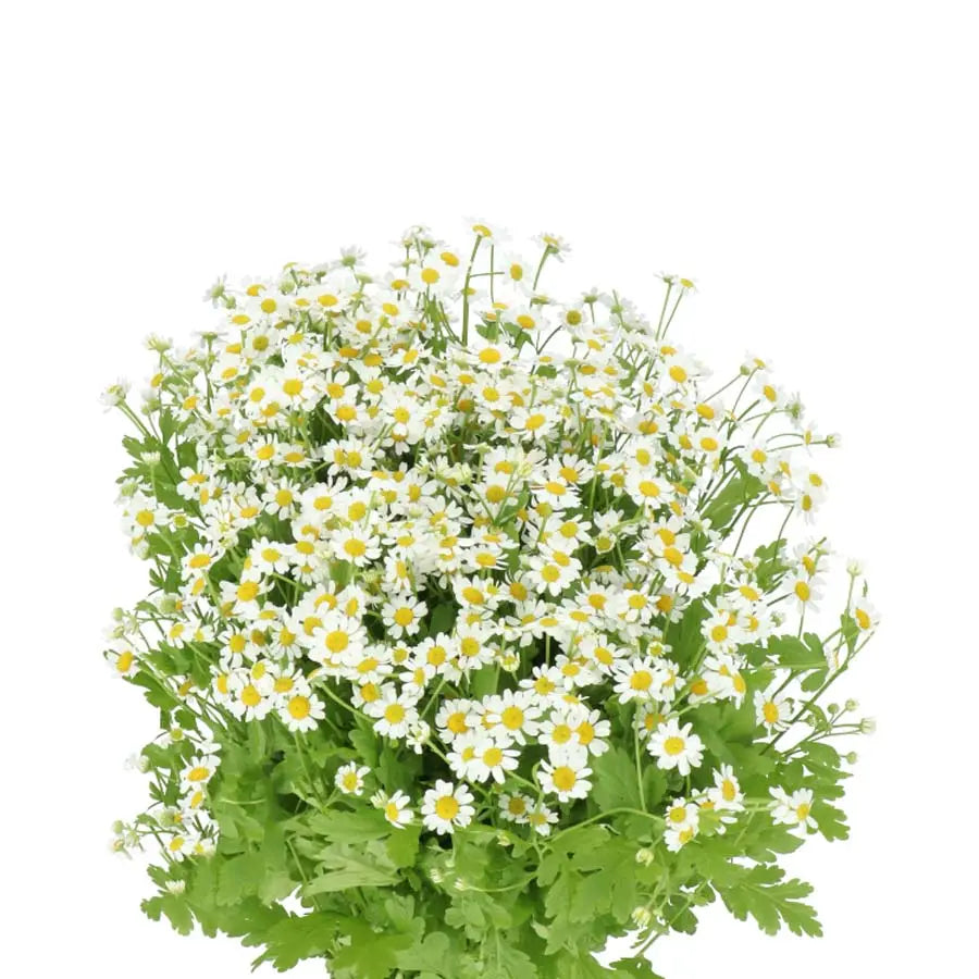 Bouquet Daffodils and White Tanacetum