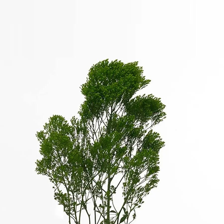 Trachelium Jade Green - 40 Stem Bunch Holex Dutch
