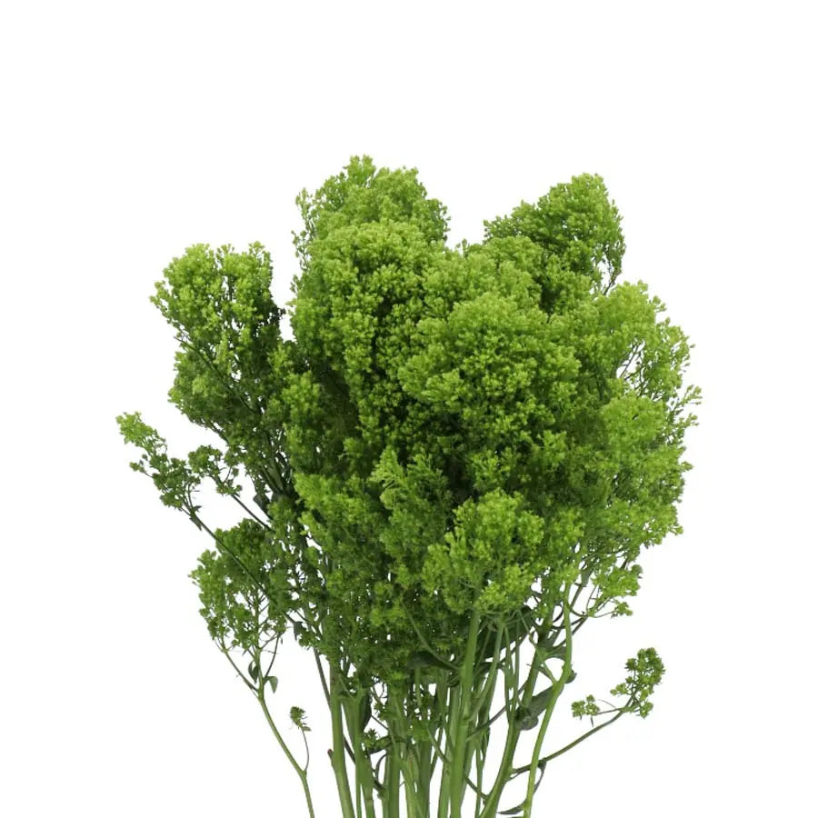 Trachelium Jade Green - 40 Stem Bunch Holex Dutch