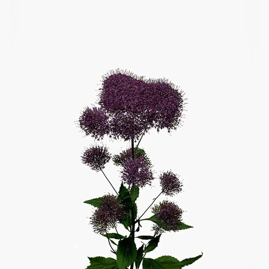 Trachelium Lake Superior - 40 Stem Bunch Holex Dutch