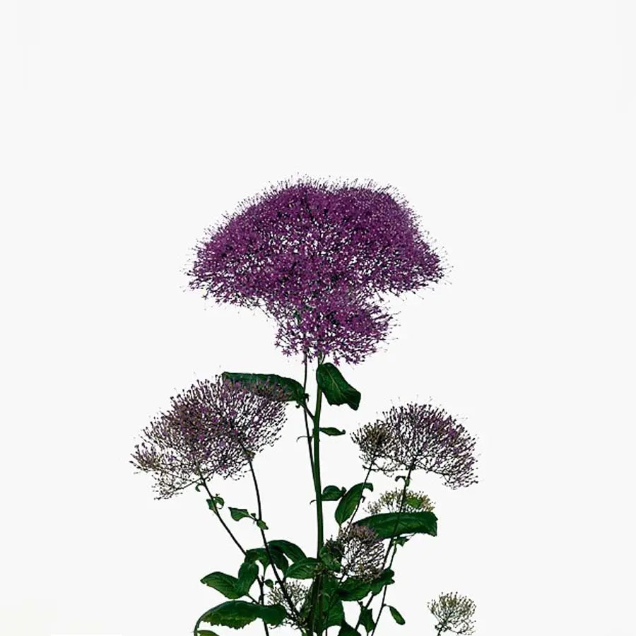 Trachelium Purple Lake Michigan - 50 Stem Bunch Holex Dutch
