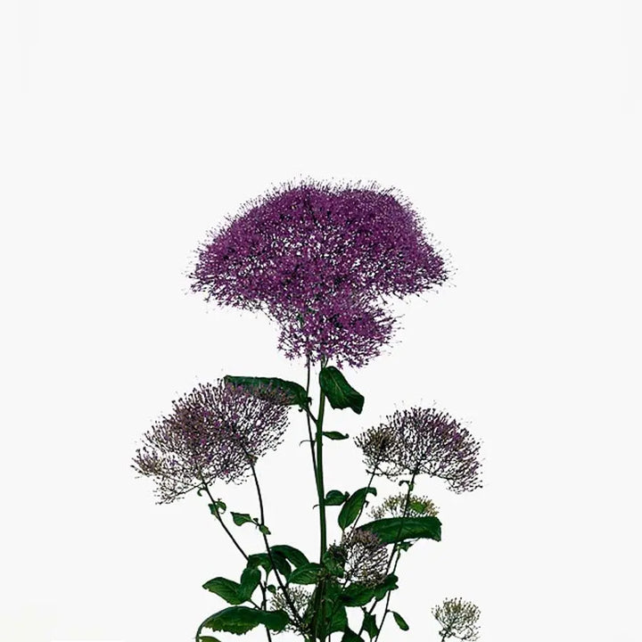 Trachelium Purple Lake Michigan - 50 Stem Bunch Holex Dutch