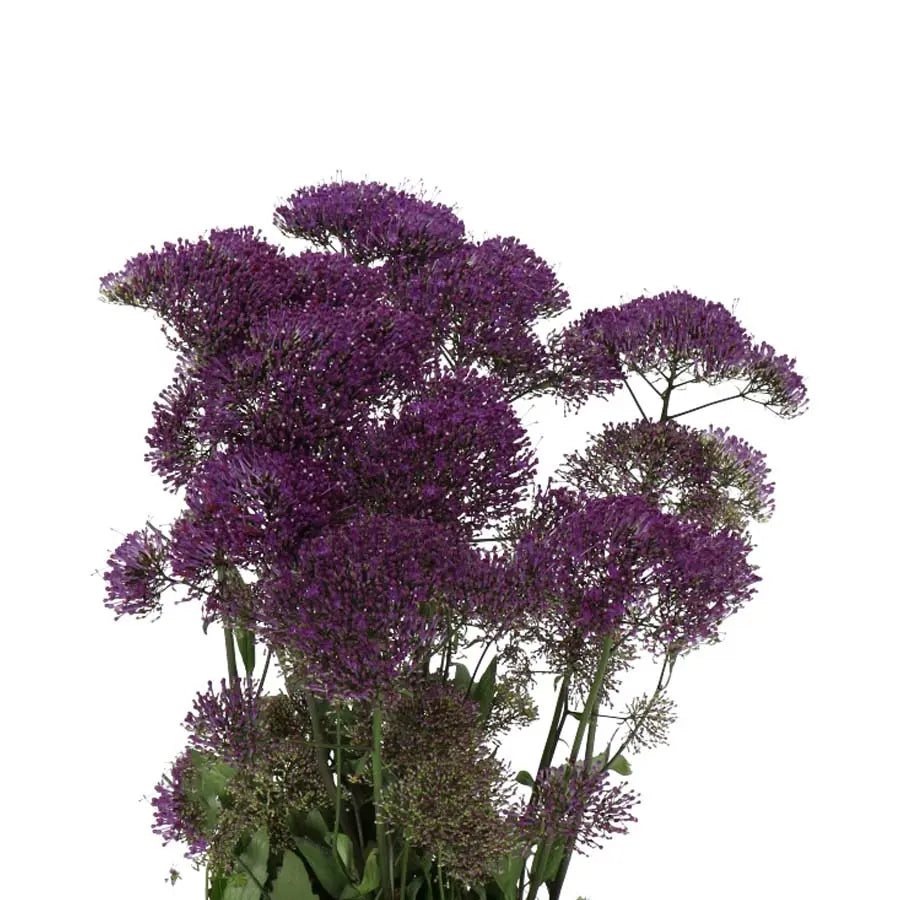Trachelium Purple Lake Michigan - 50 Stem Bunch Holex Dutch