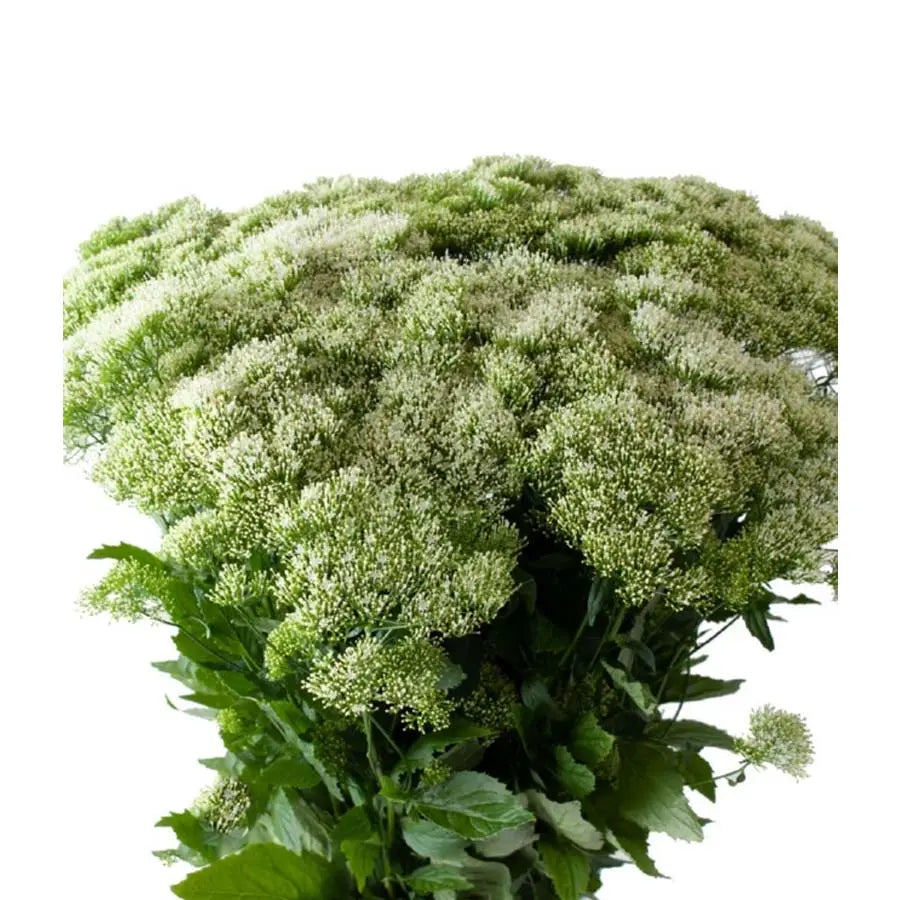 Trachelium White Lake Michigan - 50 Stem Bunch Holex Dutch