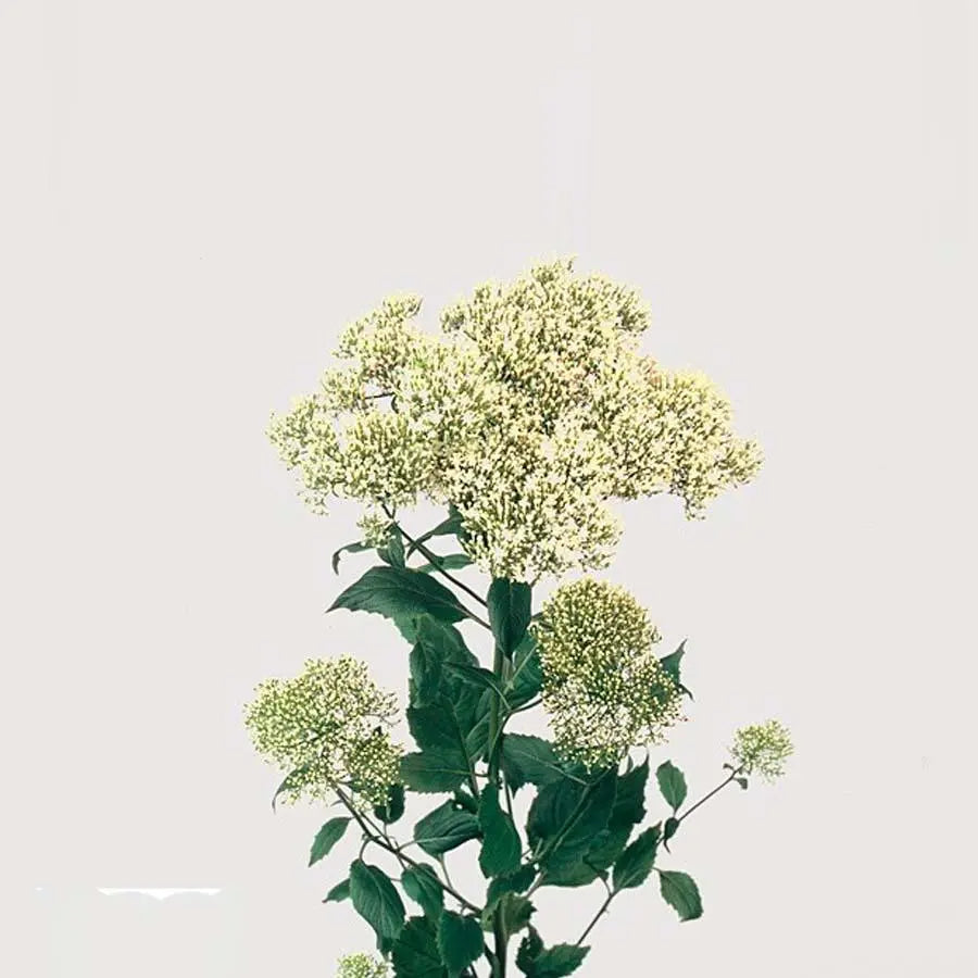 Trachelium White Lake Michigan - 50 Stem Bunch Holex Dutch