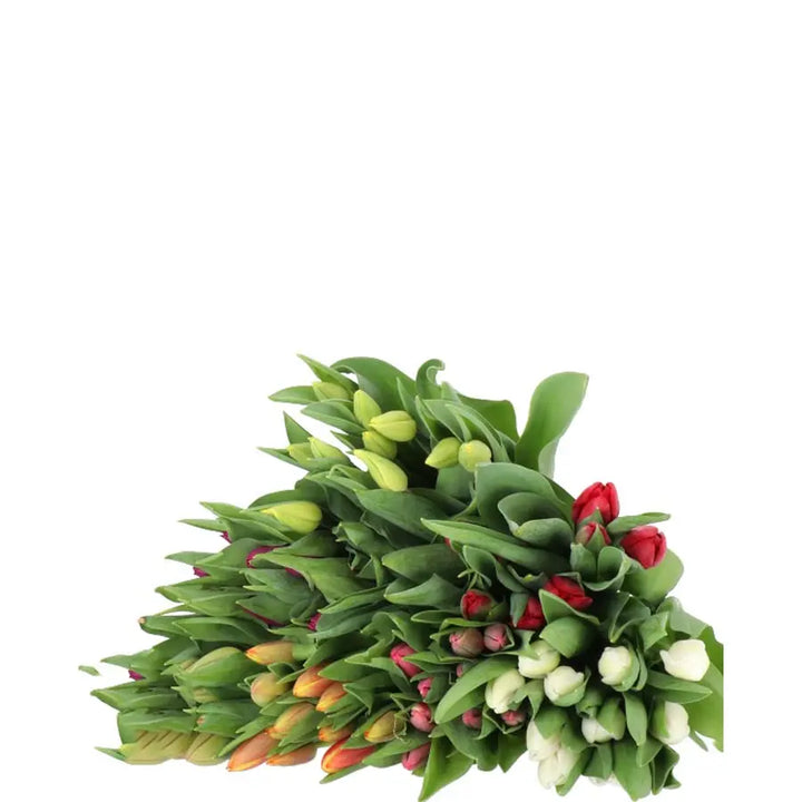Tulips 7 Color Assorted - 100 Stems Holex Dutch