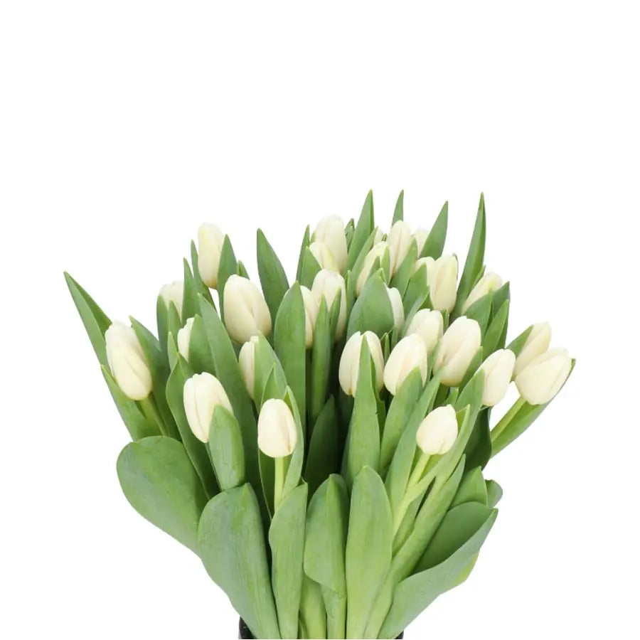 Tulip Antarctica - 50 Stem Bunch Holex Dutch