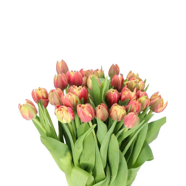 専用ページ　TULIP様 チューリップさま専用 チューリップ様 専用ページ 専用ページ TULIP様