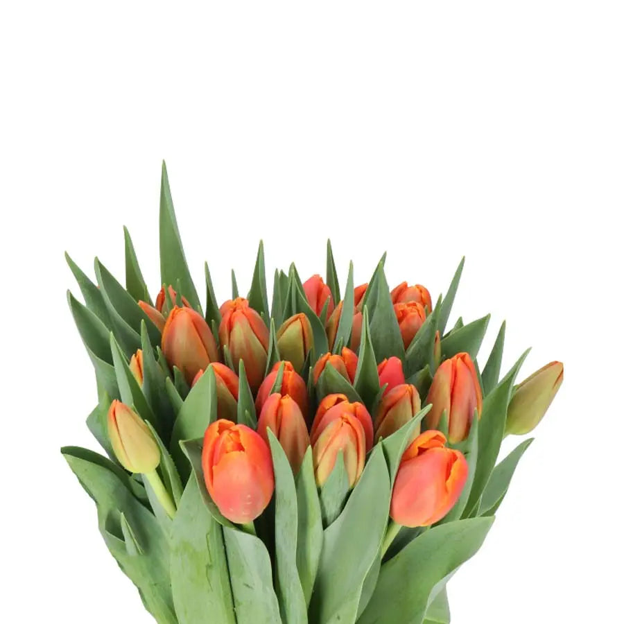Tulip Double Icoon - 50 Stem Bunch Holex Dutch
