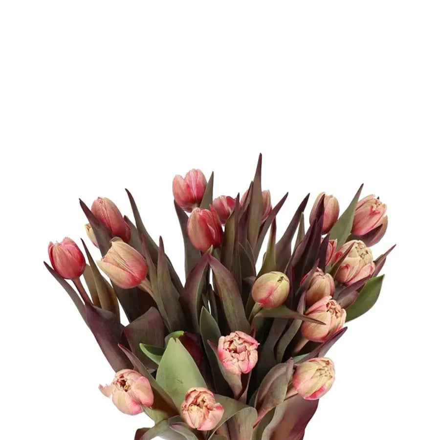 Tulip Double Painted Sexy Red Holex Dutch