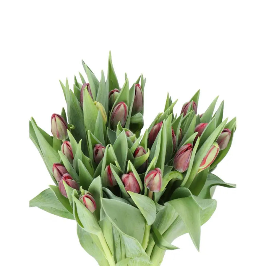 Tulip Double Red Princess - 50 Stem Bunch - PetalDriven