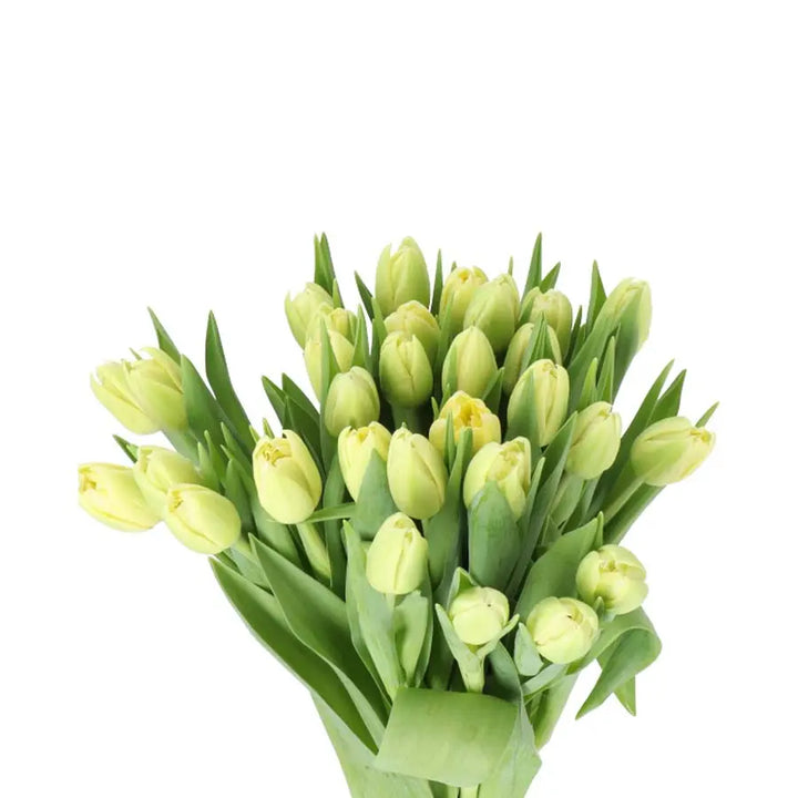 Tulip Double Verona - 50 Stem Bunch Holex Dutch