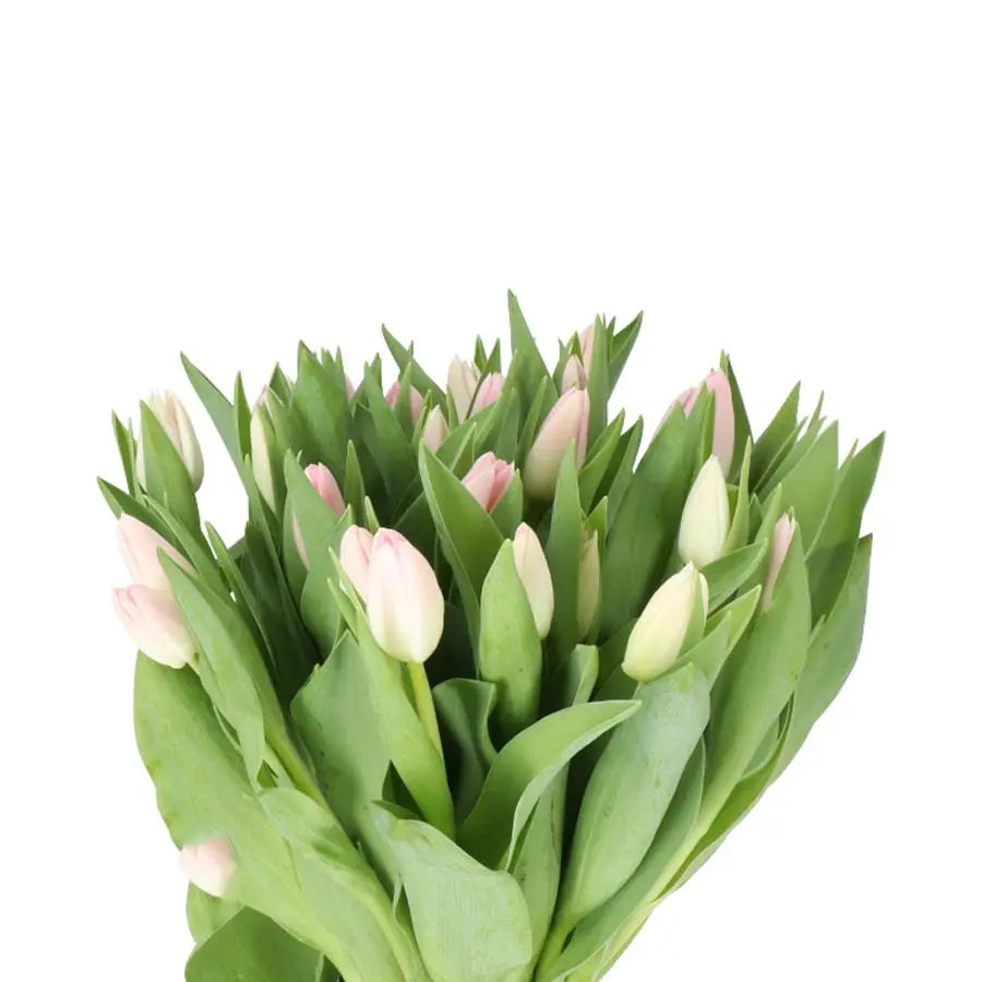 Tulip Dynasty - 50 Stem Bunch Holex Dutch