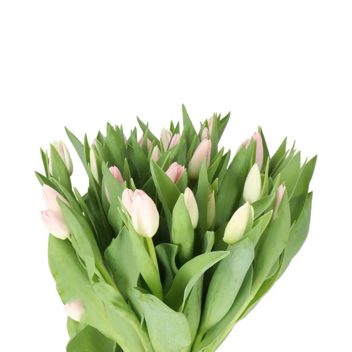 Tulip Dynasty - 50 Stem Bunch Holex Dutch