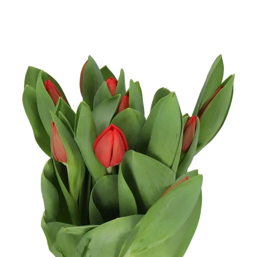 Tulip Escape - 50 Stem Bunch Holex Dutch