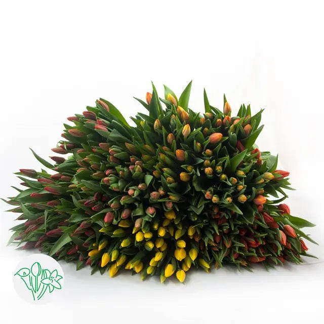 Tulips Fall Assorted Holex Dutch