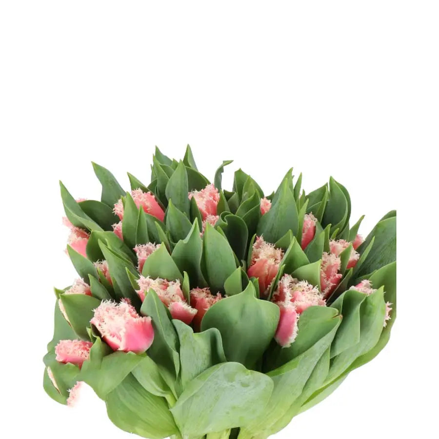Tulip Frill Queensland - 50 Stem Bunch Holex Dutch