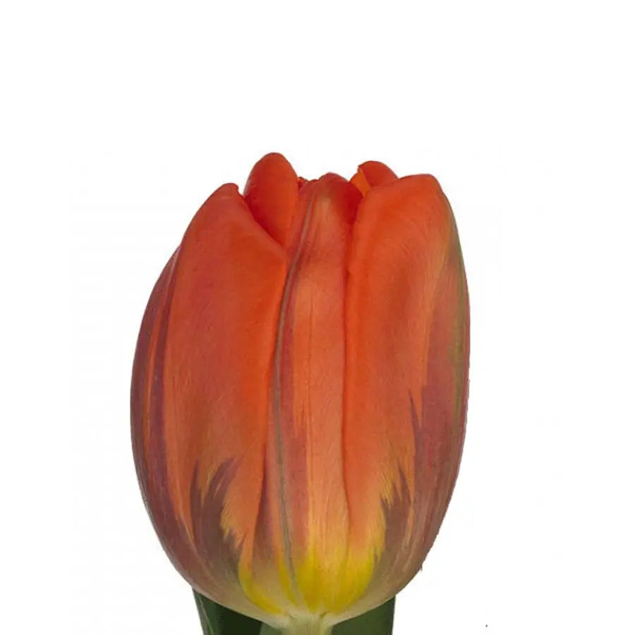 Tulip Hermitage - 50 Stem Bunch Holex Dutch