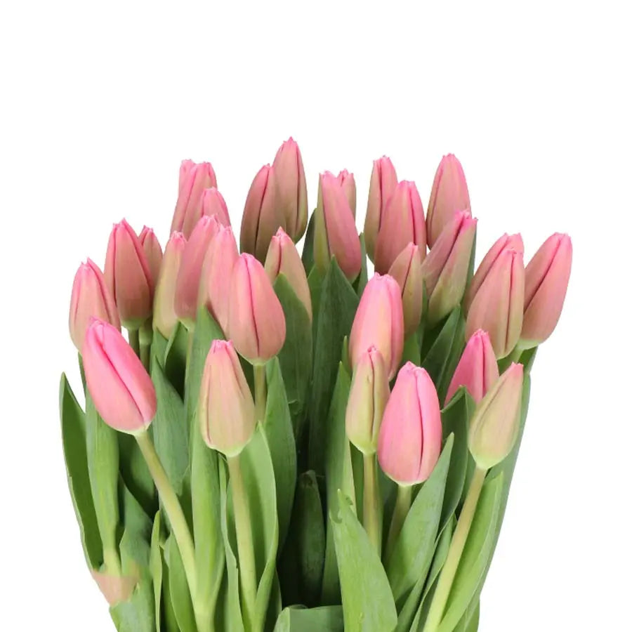 Tulip Milkshake - 50 Stem Bunch Holex Dutch