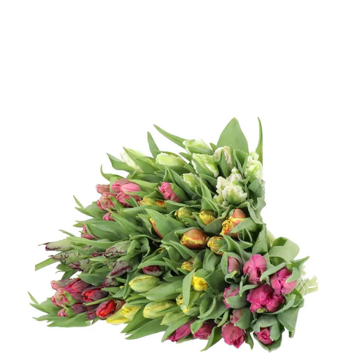 Valentine's Day Assorted Parrot Tulips Holex Dutch