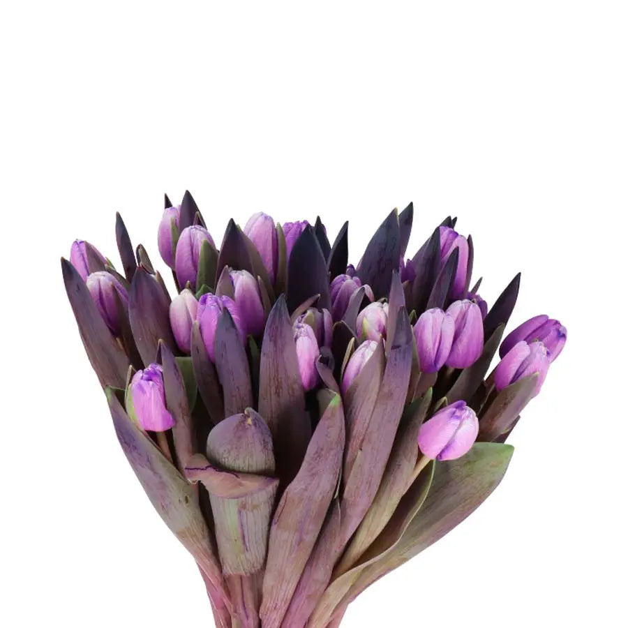 A bunch of pastel tulips