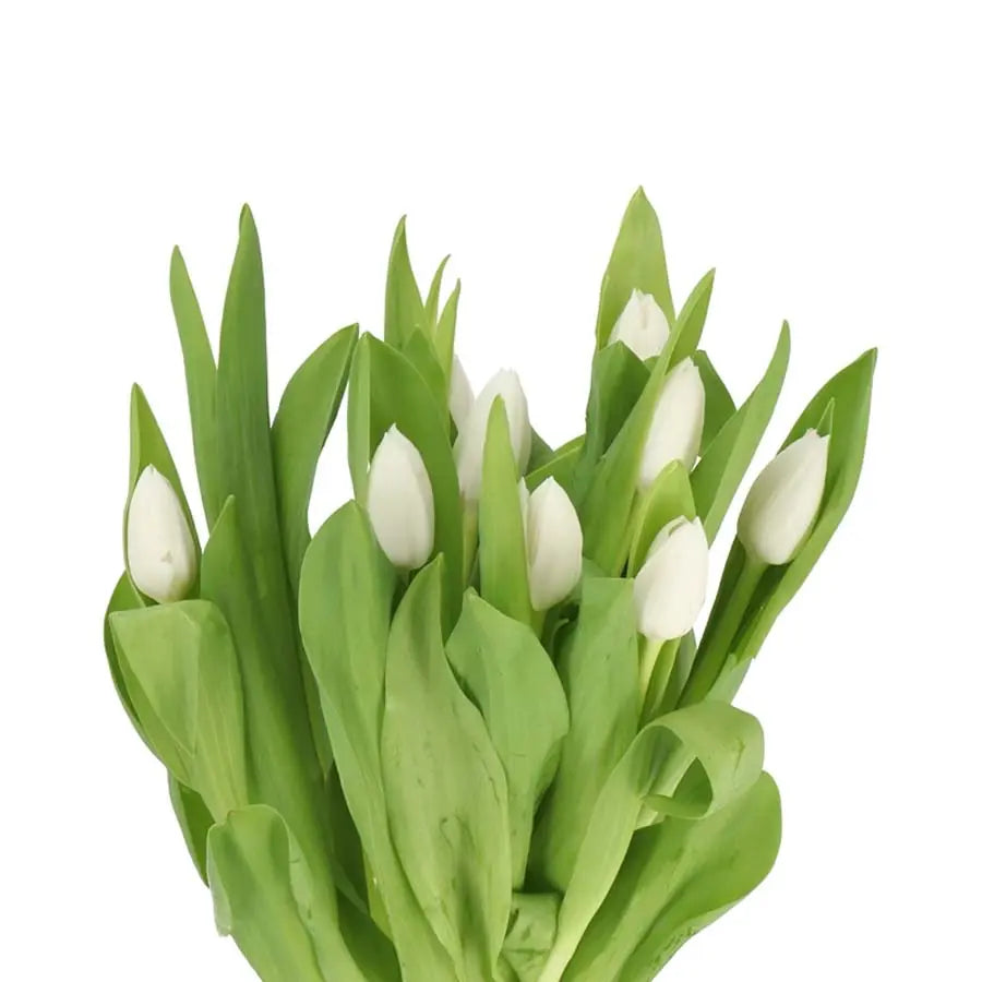 Tulip Royal Virgin - 50 Stem Bunch Holex Dutch
