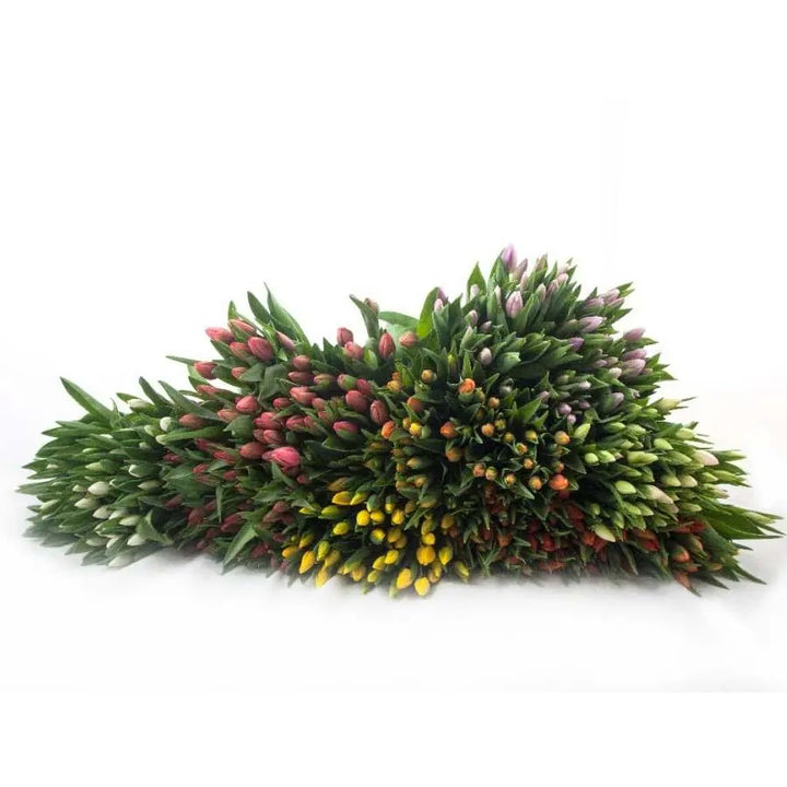 Tulips 7 Color Assorted - 100 Stems
