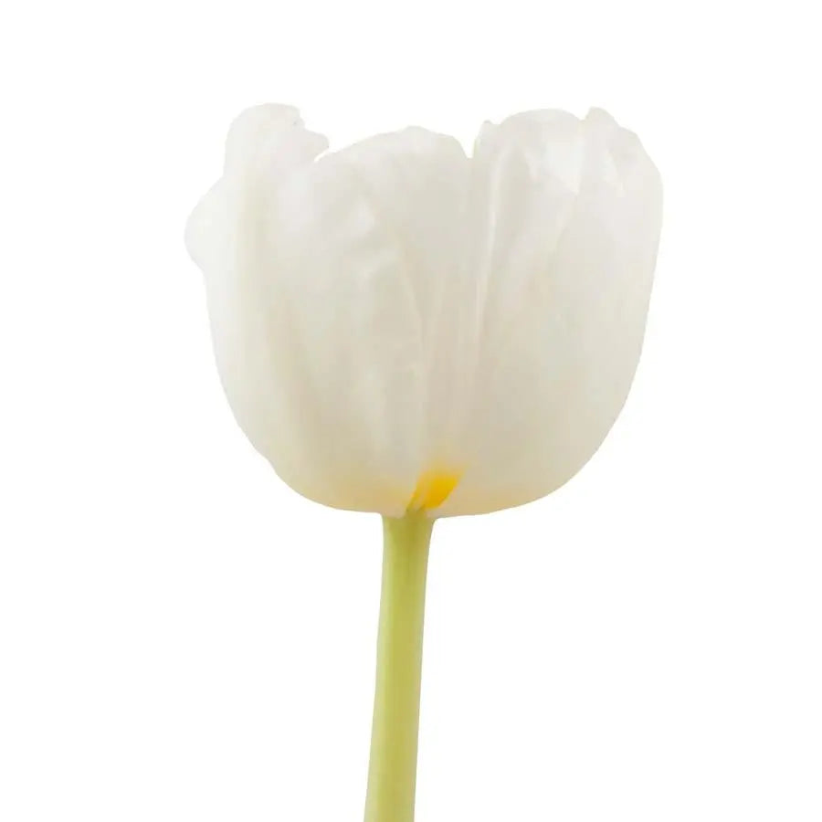 Tulip Antarctica - 50 Stem Bunch
