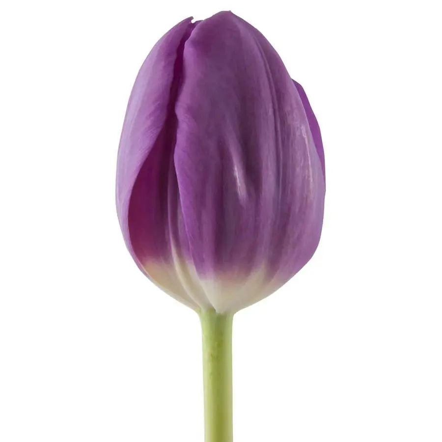 Tulips - PetalDriven