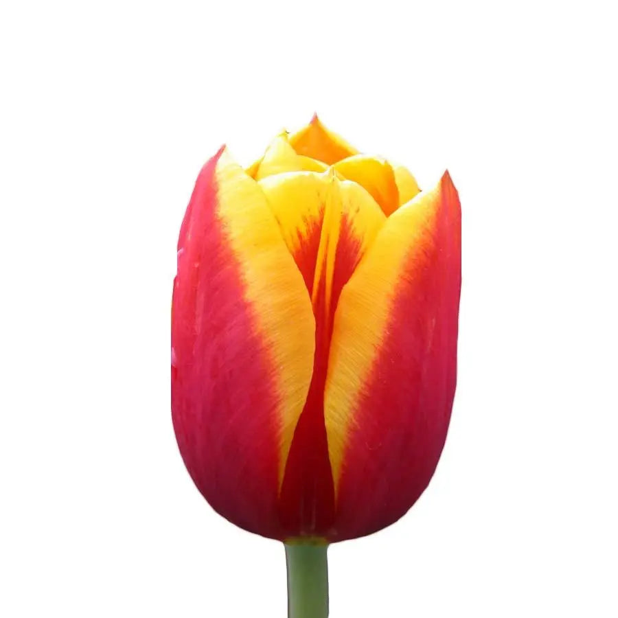 Tulip Denmark - 50 Stem Bunch
