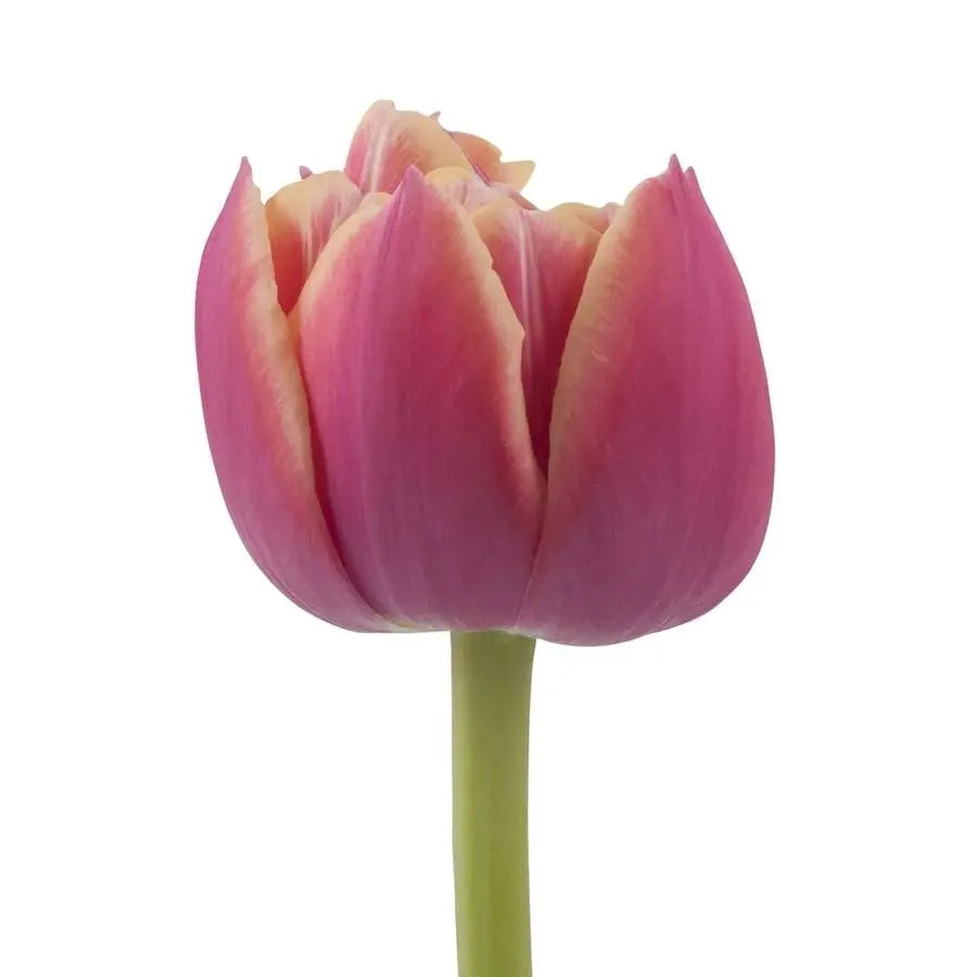 専用ページ　TULIP様 Set of 4 Tulip Hand-Crafted Taper Candleholders Includes 2 Sizes