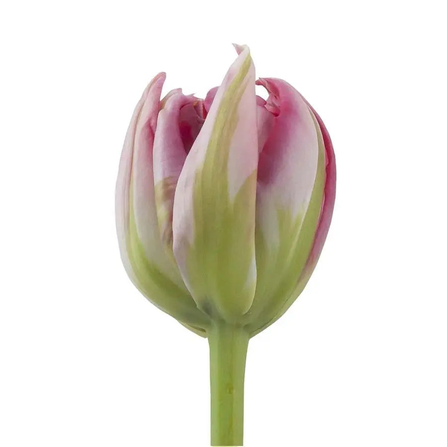Tulip Double Flash Point - 50 Stem Bunch