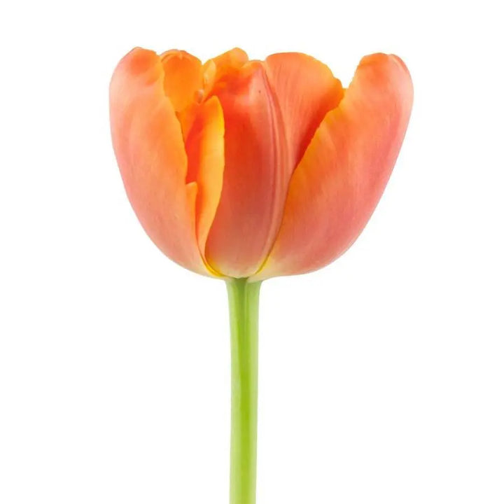 Tulip Double Icoon - 50 Stem Bunch