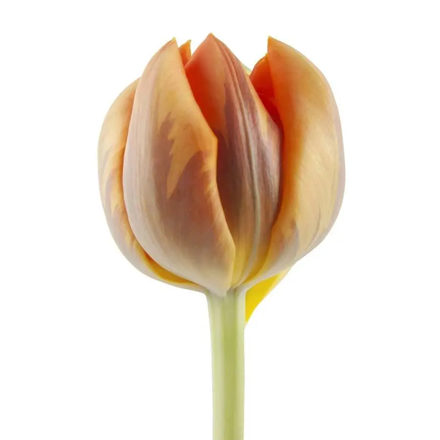 Tulip Double Orange Princess - 50 Stem Bunch