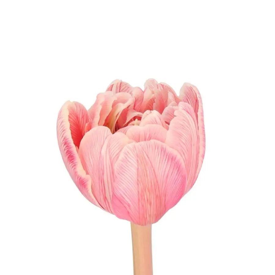 Tulip Double Painted Sexy Red