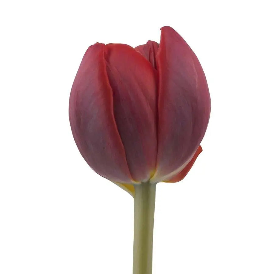 Tulip Double Red Princess - 50 Stem Bunch