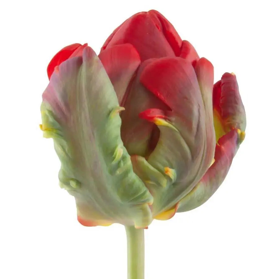 Tulip Double Rococo - 50 Stem Bunch